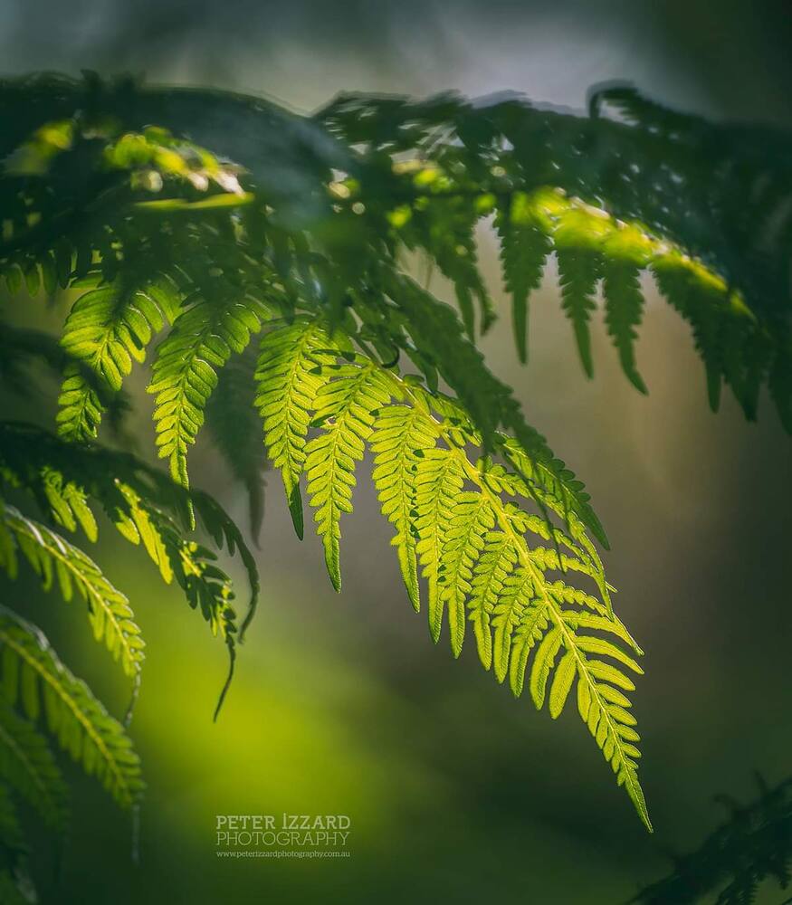 Delicate new fern fronds unfurling in dappled light