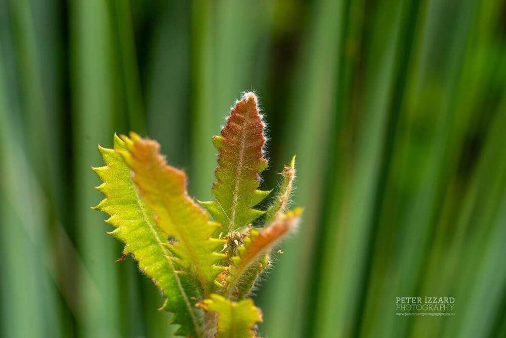 The fresh tip of a regenerating banksia