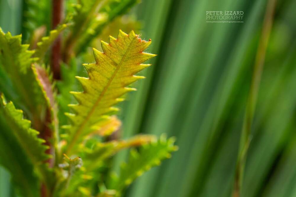 Sunlight through a serrated native leaf
